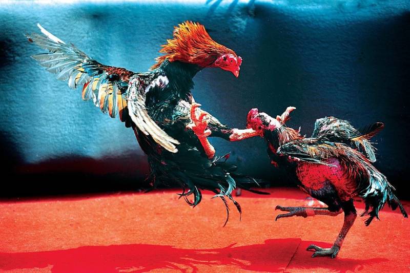 Tại sao người chơi cá cược nên chọn 88Vv làm hình thức giải trí của họ? - 88Vv